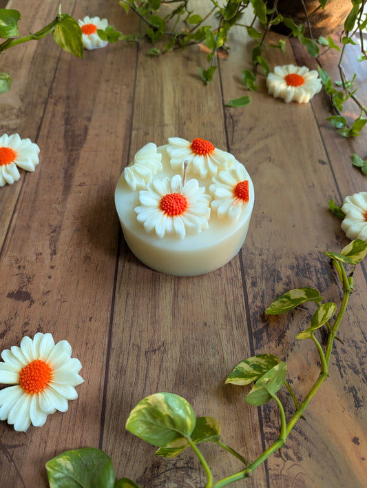 Garden of Daisies