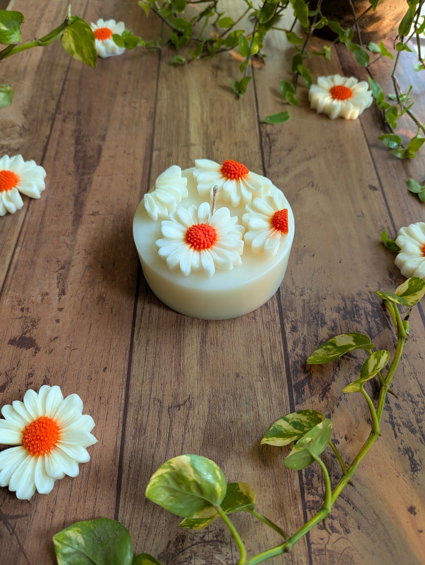 Garden of Daisies