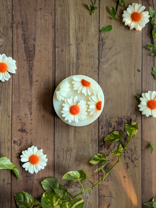 Garden of Daisies